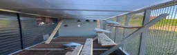Pigeons birds for sale: 2026 Young Racing Pigeons  in Chesterfield - Advert 9