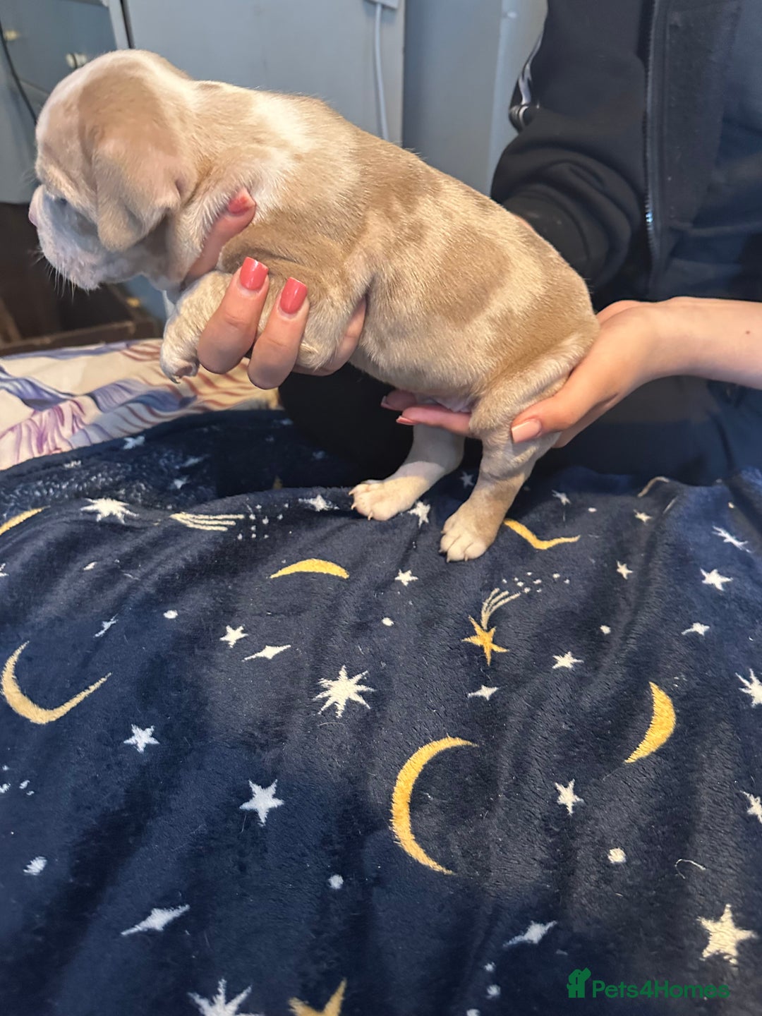 American Bully dogs for sale: ABKC REGISTERED Pocket Exotic/Extreme Bully PUPS! - Image 12