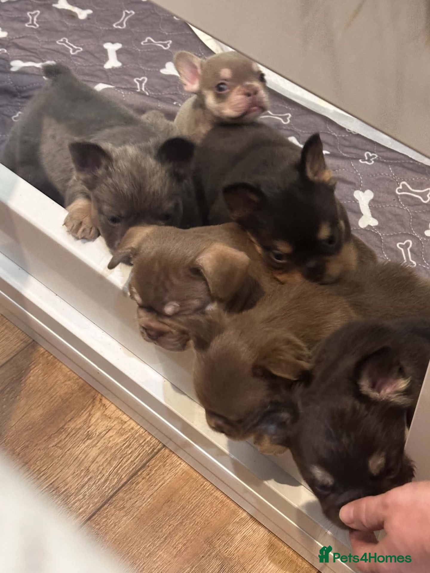 French Bulldog dogs Stunning French Bulldog puppies  - Advert 2