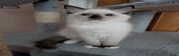 Ragdoll cats for sale: Gorgeous GCCF registered Ragdoll kittens  - Advert 8