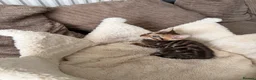Bengal cats for sale: TICA pure breed Bengal kittens available.  - Advert 24