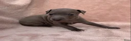 Italian Greyhound dogs for sale: KC Italian greyhound puppies European lineage - Advert 35