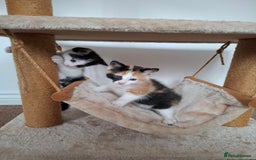 Mixed Breed cats for sale: Kittens  - Image 6