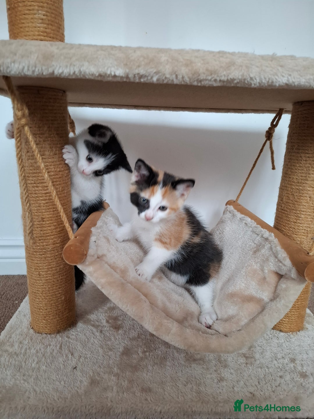Mixed Breed cats for sale: Kittens  - Image 6