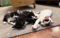 British Shorthair cats for sale: Kittens for sale - Image 22