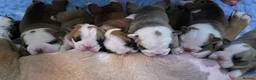 English Bulldog dogs for stud: 👑 KING: The Right Male for Your Bulldog Litter - Advert 3