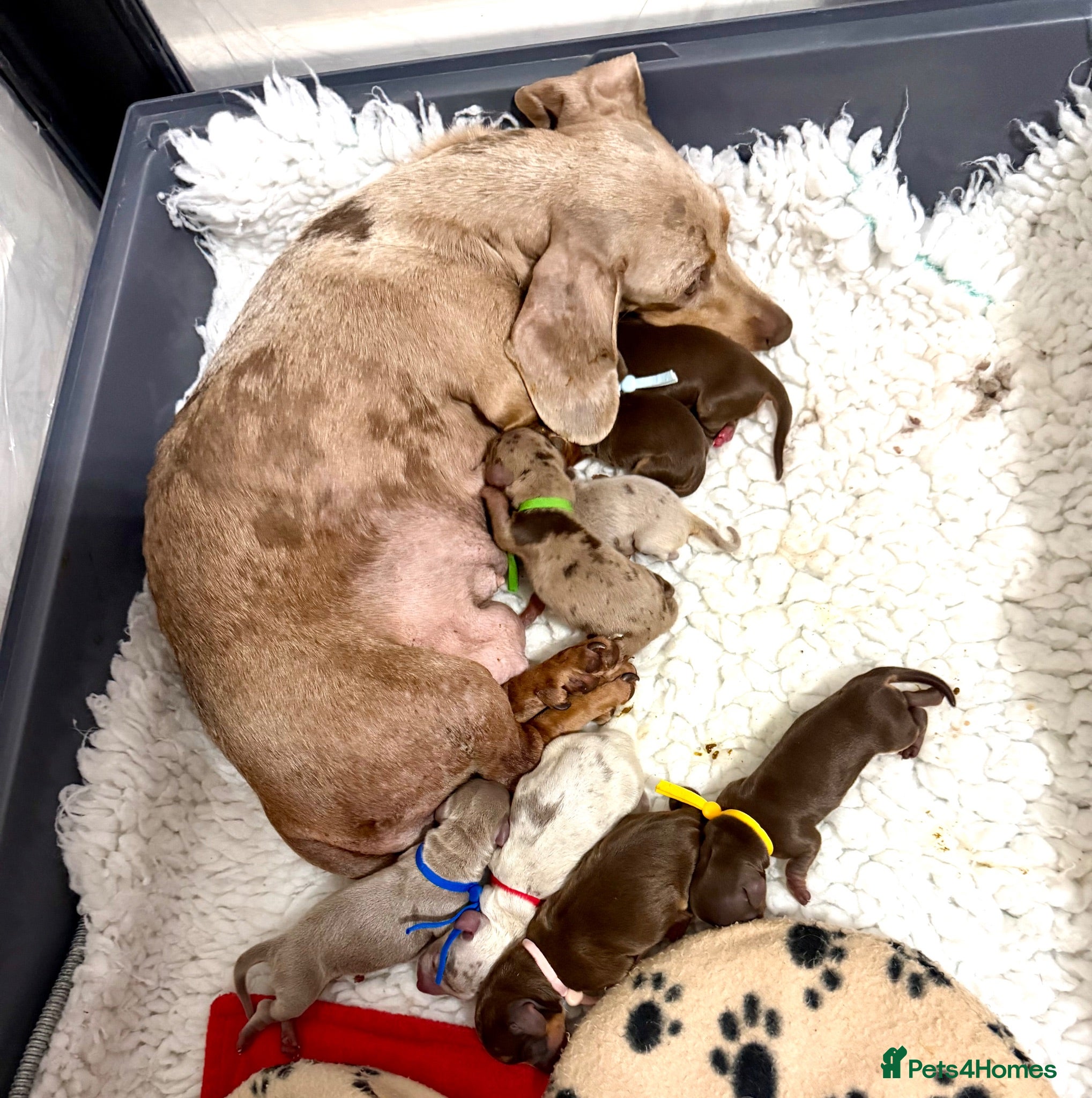 Miniature Dachshund dogs KC Reg Miniature Dachshund Puppies  - Advert 3