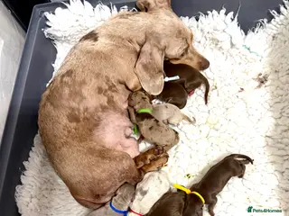 Miniature Dachshund dogs KC Reg Miniature Dachshund Puppies - Advert 3