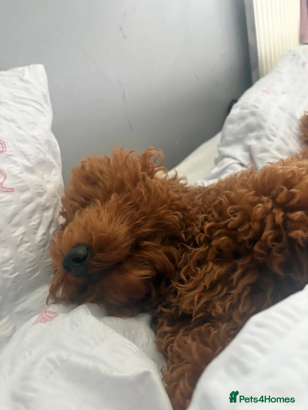 Cavapoo dogs for sale: rehoming little joey  in Cardiff - Advert 4