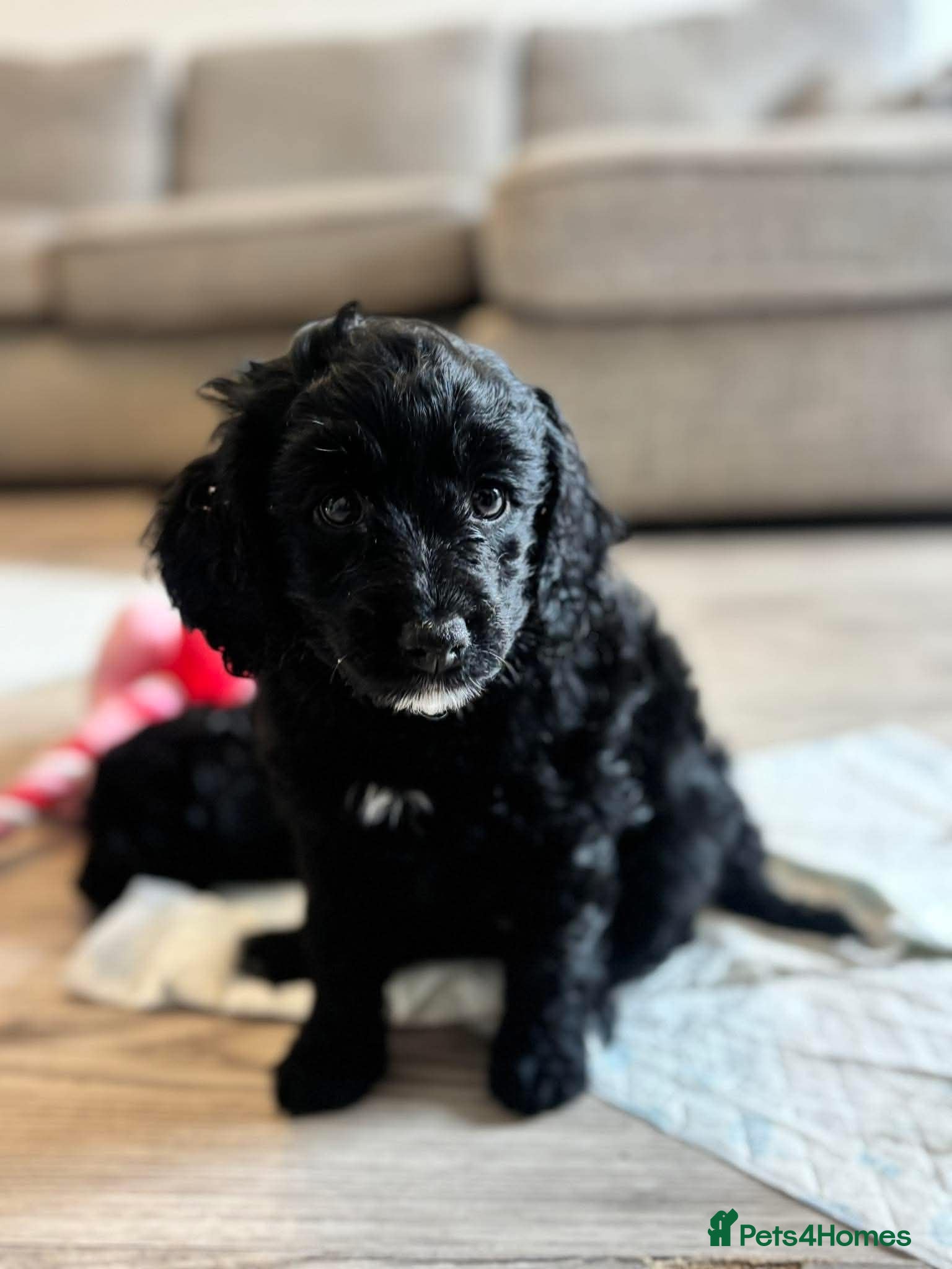 Cockapoo dogs Beautiful cockapoo puppies - Advert 10
