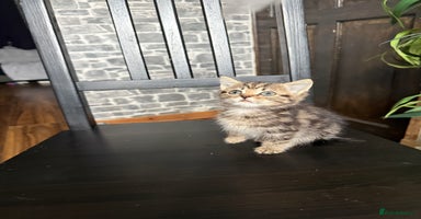 Mixed Breed cats - Advert 16