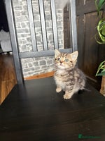 Mixed Breed cats - Advert 3