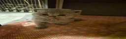 British Shorthair cats for sale: 🌟 Stunning British Shorthair Kittens 🌟 - Advert 5