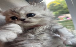 Persian cats for sale: Persian Ragdoll Kittens  - Image 9