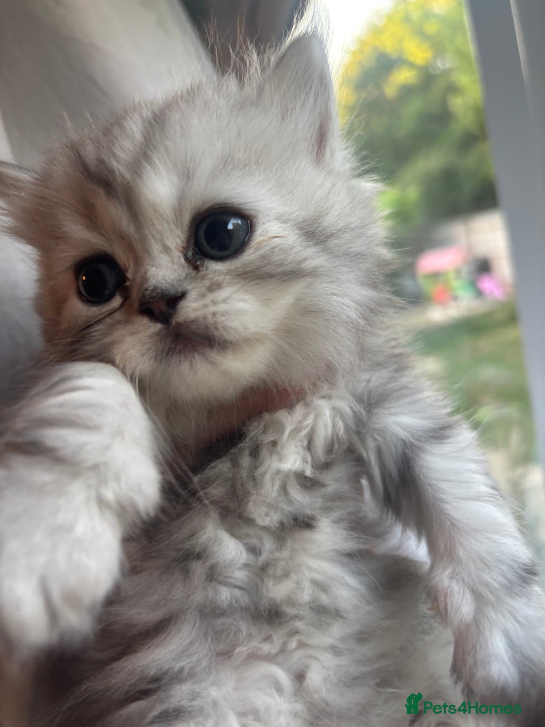 Persian cats for sale: Persian Ragdoll Kittens  - Image 9