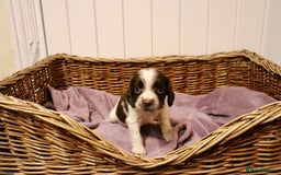 English Springer Spaniel dogs for sale: Working Bred Springer Spaniel Puppies For Sale.  - Image 7