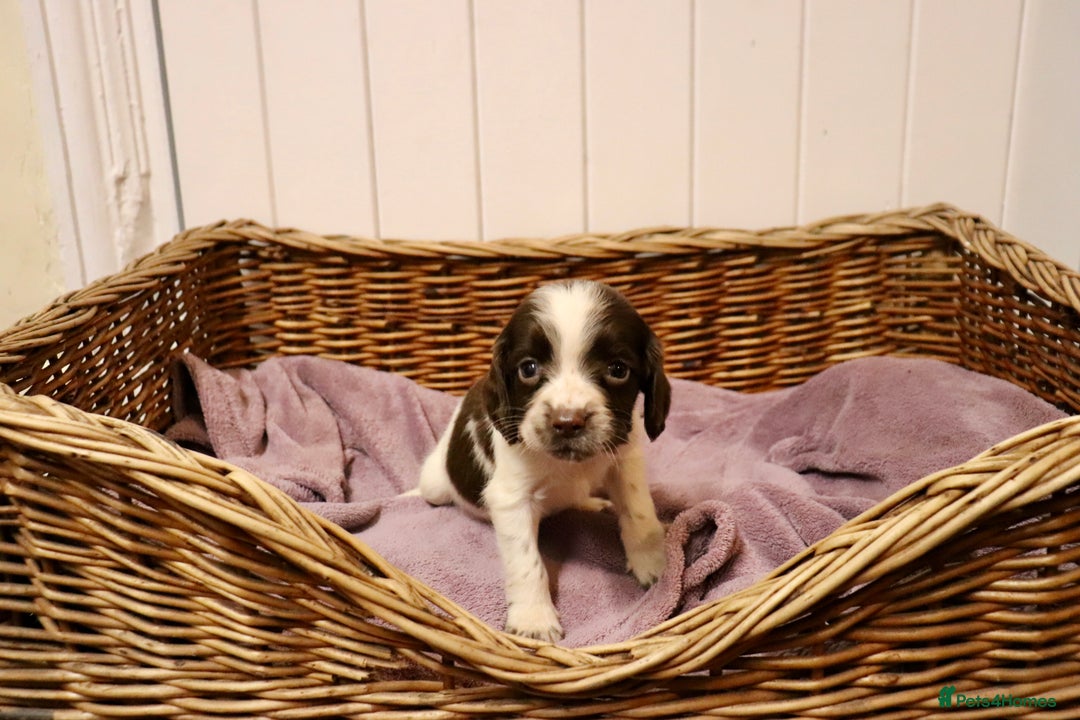 English Springer Spaniel dogs for sale: Working Bred Springer Spaniel Puppies For Sale.  - Image 7