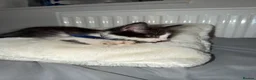 Mixed Breed cats for adoption: 1 tabby female 1 black and white male kittens  in Dagenham - Advert 7