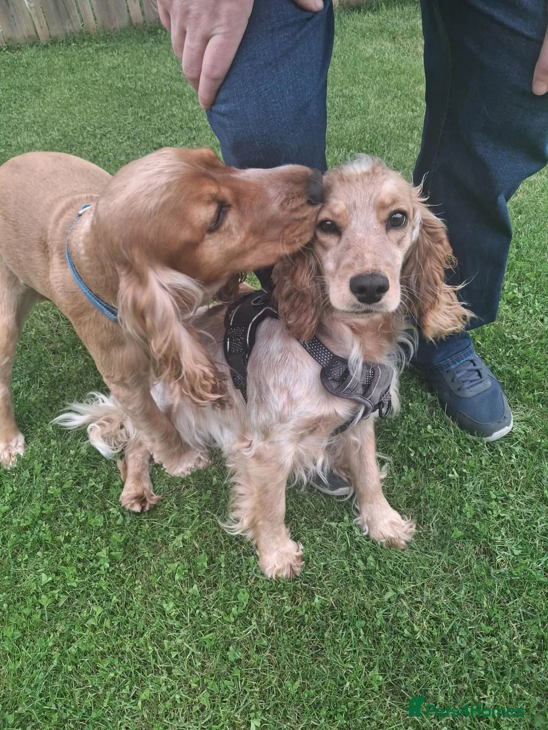 Cocker Spaniel dogs for sale: Stunning show KC Registered Cocker Spaniel pups in Omagh - Advert 20