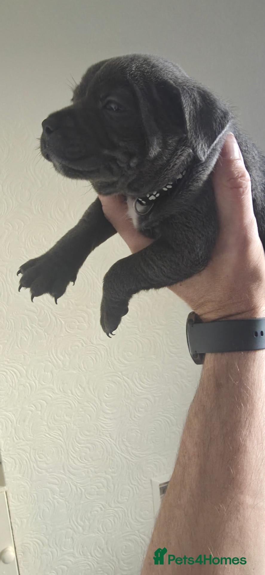 Staffordshire Bull Terrier dogs Staffordshire bull terrier {Blue} - Advert 2