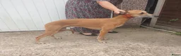 Whippet dogs for sale: Whippet puppies  - Advert 12