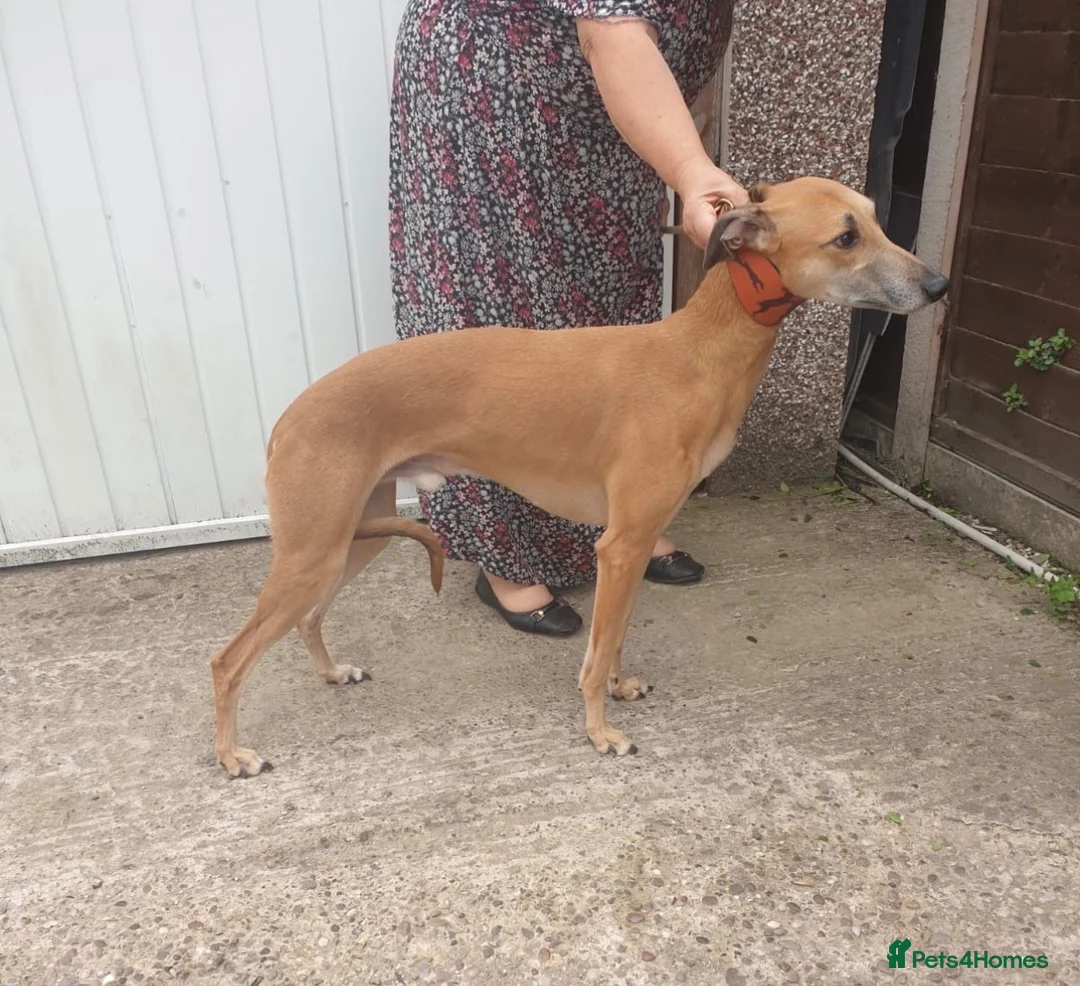 Whippet dogs for sale: Whippet puppies  - Advert 12