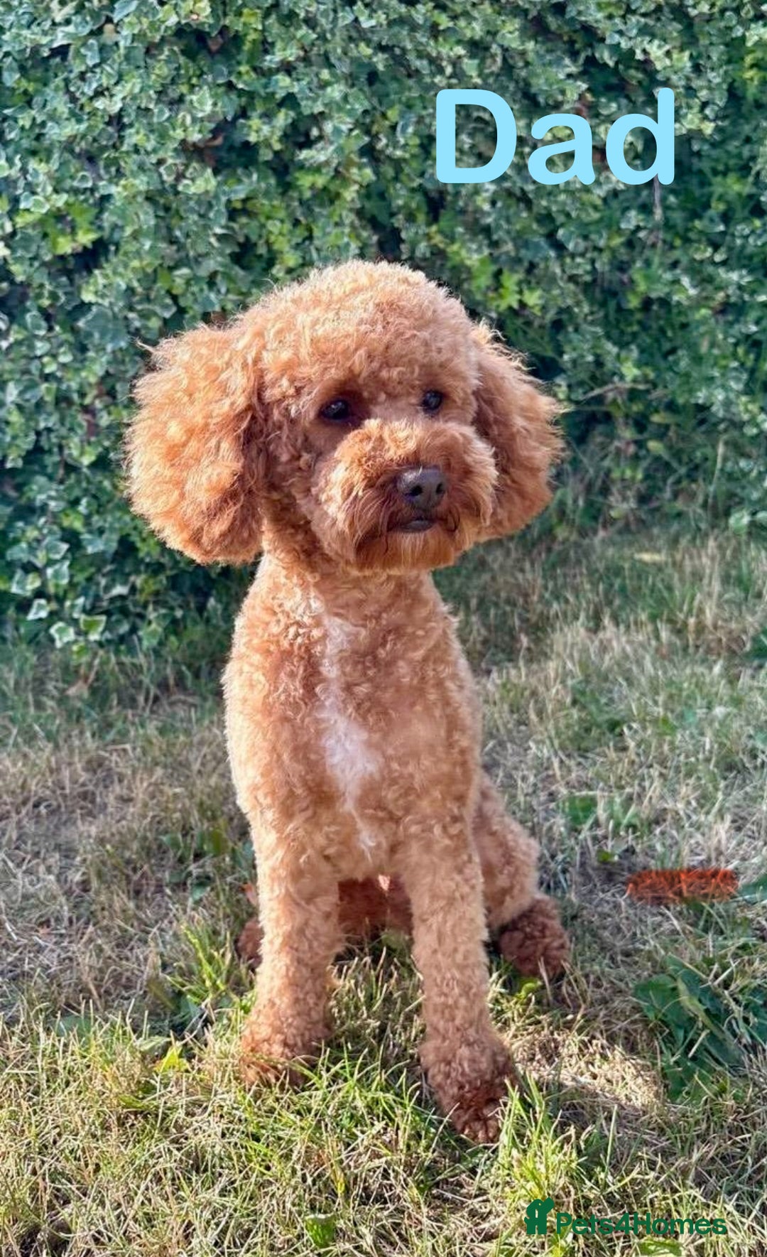 Cockapoo dogs for sale: ⭐️ BEAUTIFUL RED GIRL COCKAPOO⭐️ - Advert 5