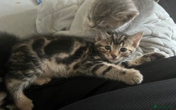 Bengal cats for sale: Gemini grey beauties - Image 6