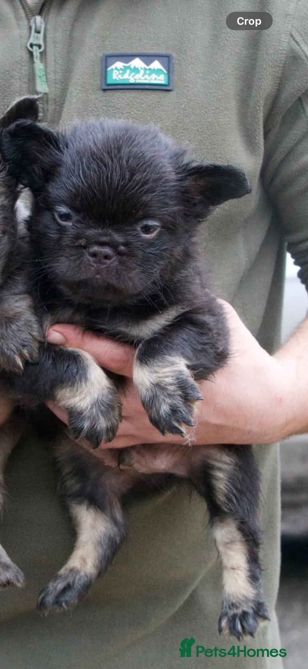 French Bulldog dogs for sale: Fluffy French Bulldog - Advert 2