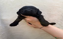 Mixed Breed dogs for sale: Cavapoo x cockapoo puppies in Loughborough - Image 19