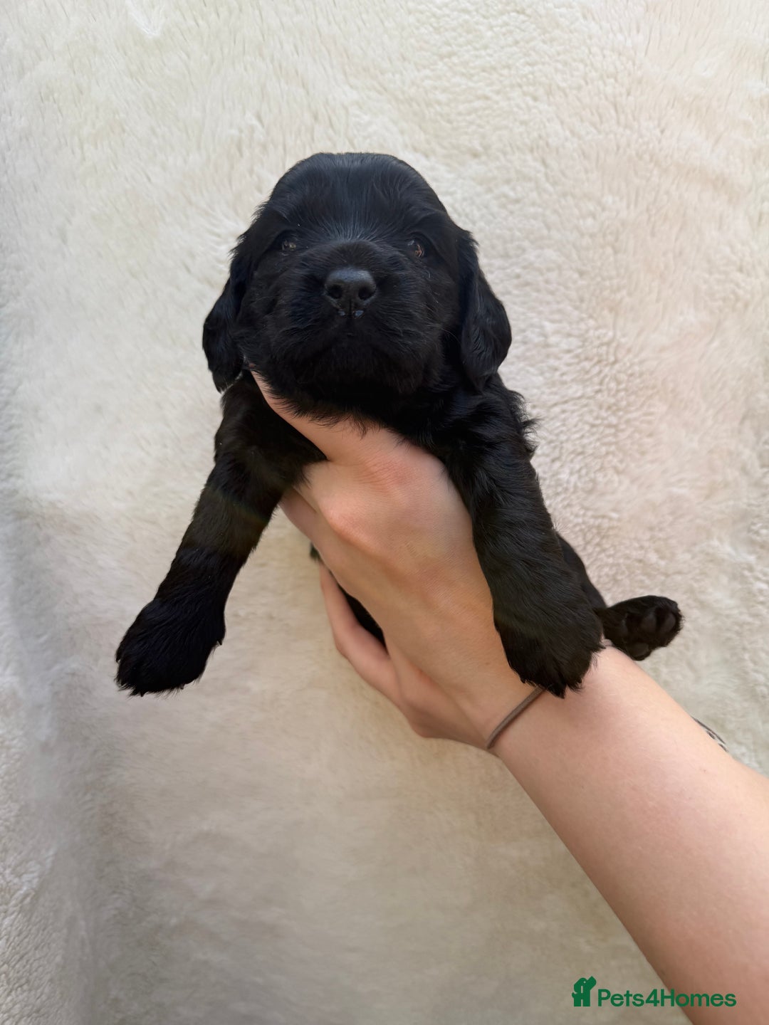 Mixed Breed dogs for sale: Cavapoo x cockapoo puppies in Loughborough - Image 19