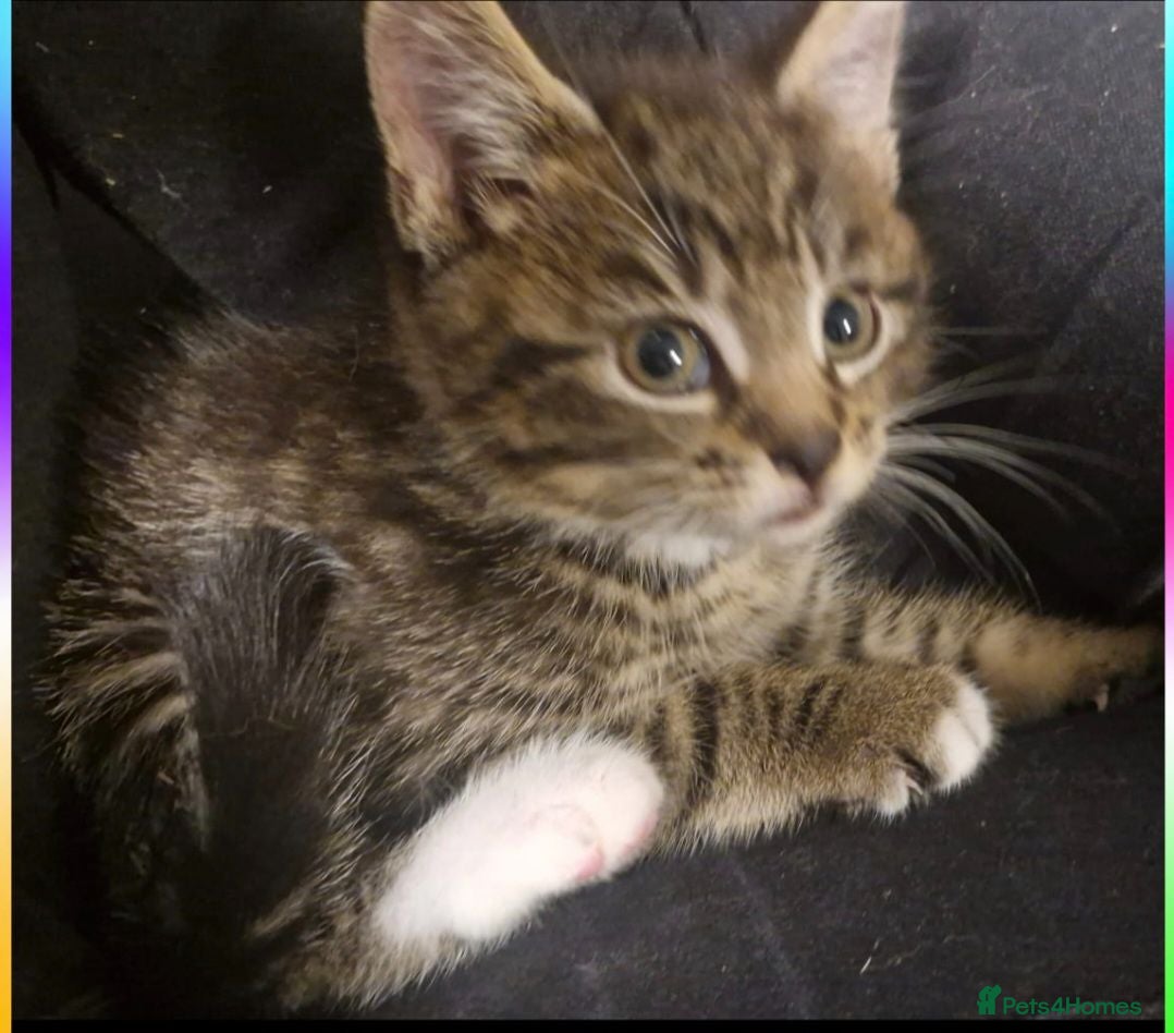 Mixed Breed cats  kittens - Advert 10
