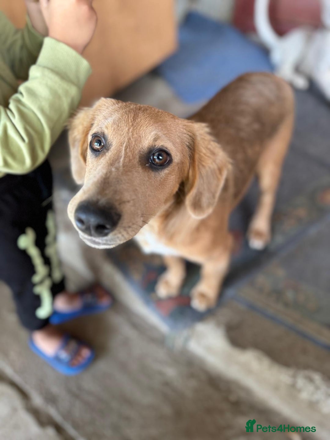 Mixed Breed dogs for adoption: THEO - a Superb Puppy Boy, for a Loving Home - Image 29