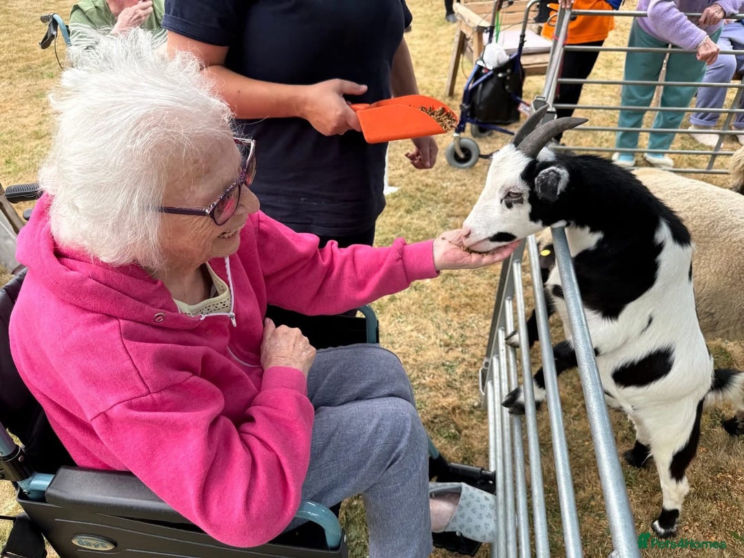 Goats livestock for sale: pygmy goats twin brothers - Image 2