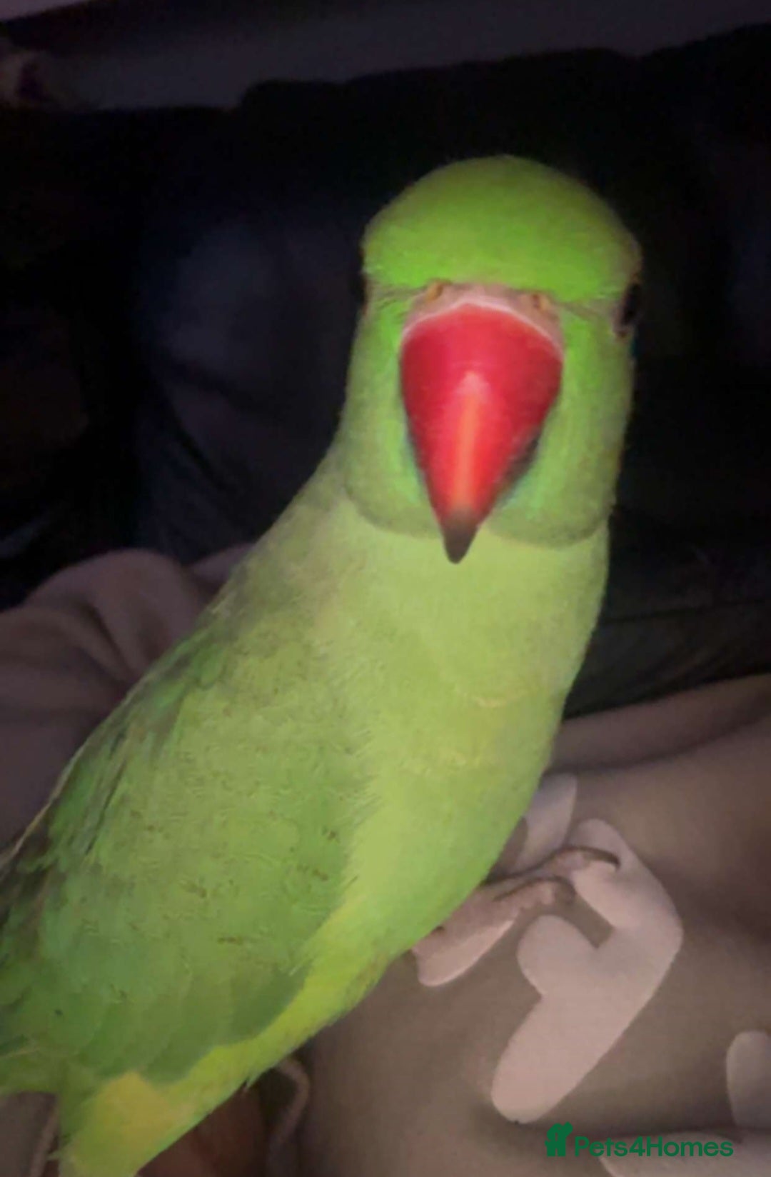 Ringnecks birds for sale: Hand reared male indian ringneck - Image 1