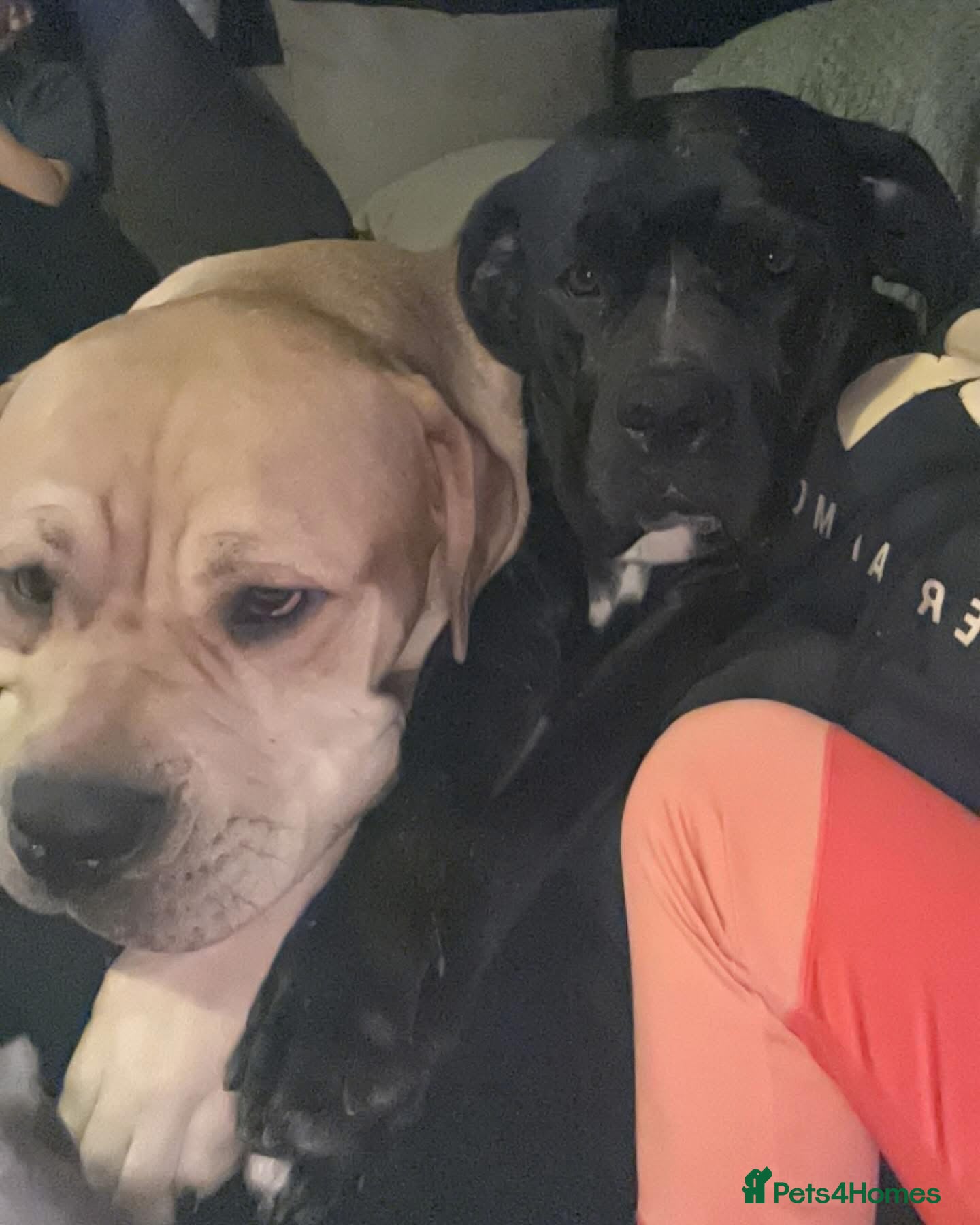 Cane Corso dogs Two 4 year Old Dogs for loving home - Advert 8