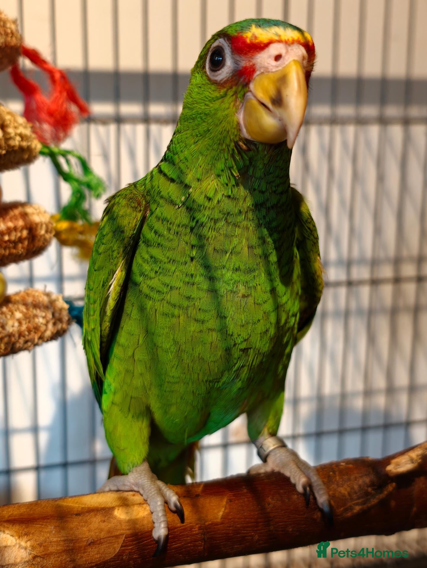 Parrots birds Baby White Fronted Amazon Parrot Hand Reared - Advert 11