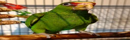 Parrots birds for sale: Baby White Fronted Amazon Parrot Hand Reared - Advert 1