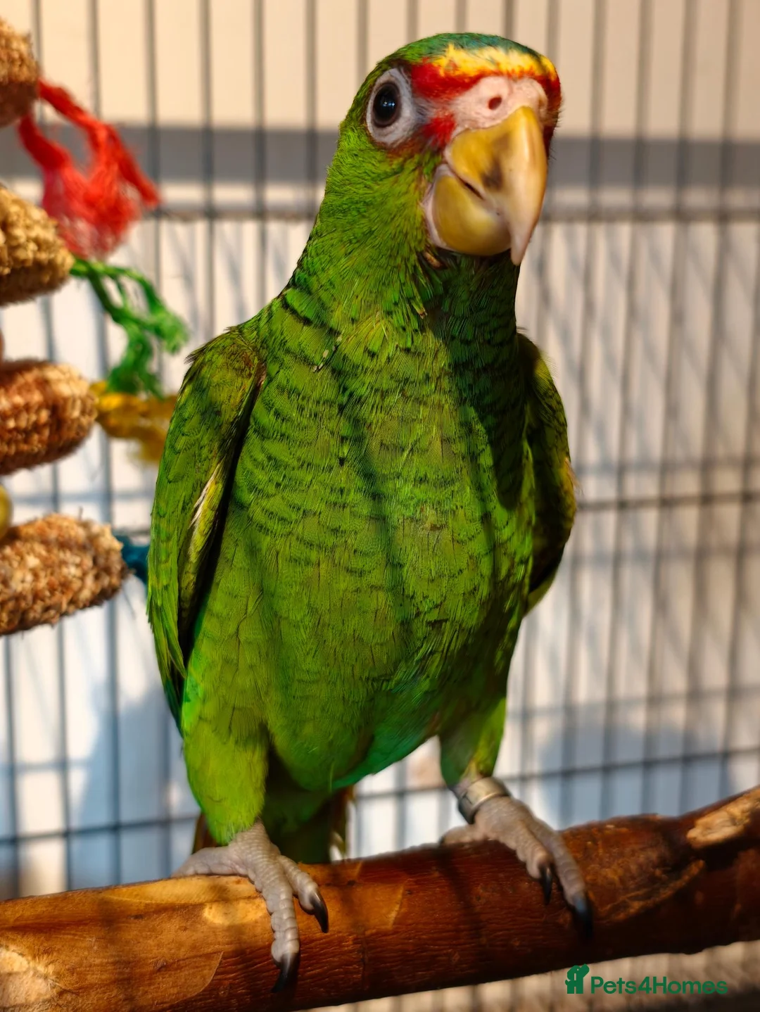 Parrots birds for sale: Baby White Fronted Amazon Parrot Hand Reared - Advert 1
