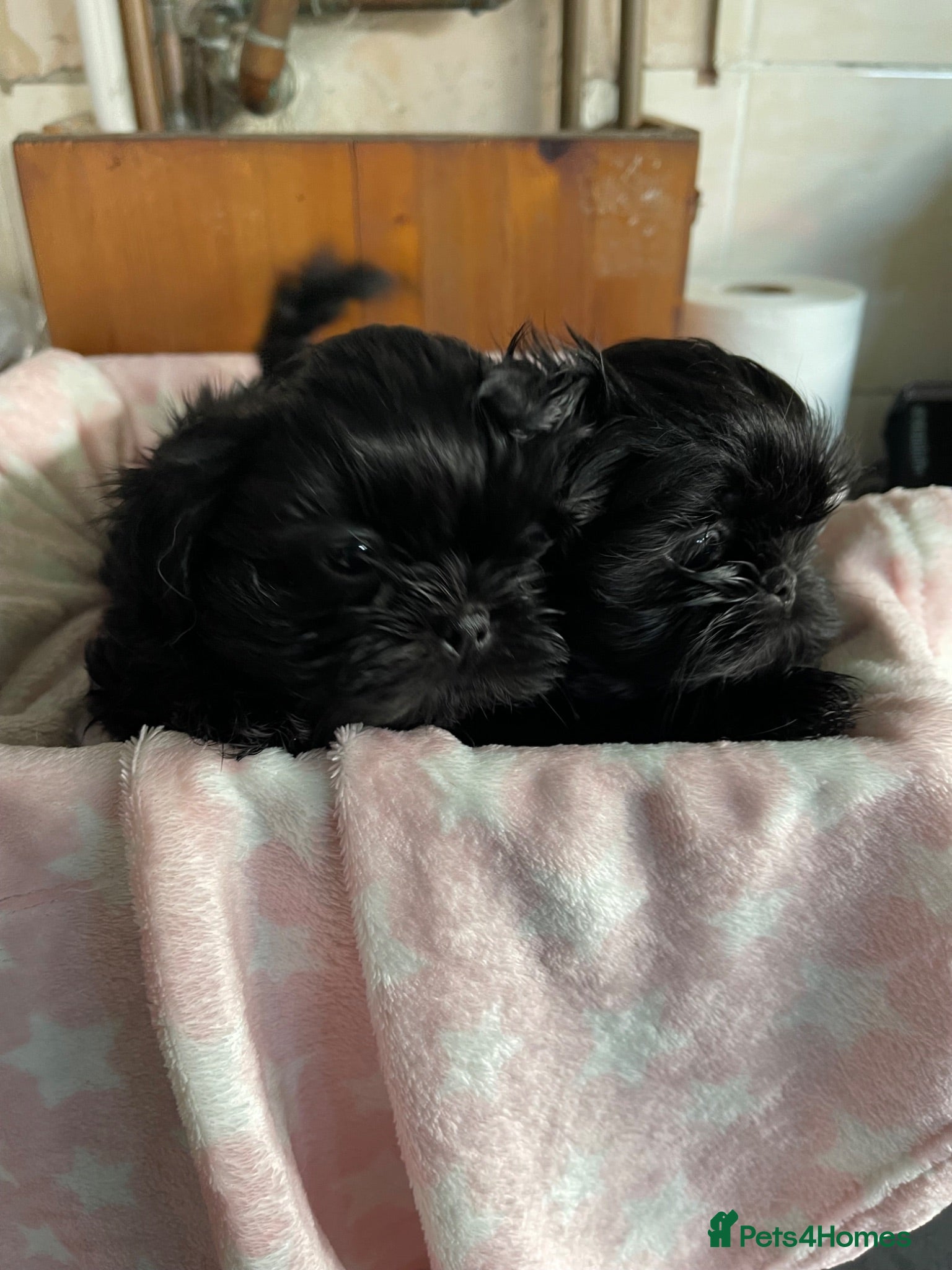 Shih Tzu dogs imperial karishishi dobie shih tzu - Advert 6