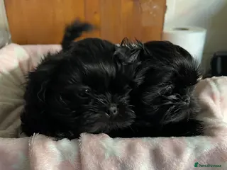 Shih Tzu dogs imperial karishishi dobie shih tzu - Advert 6