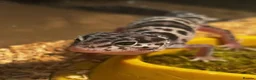 Leopard Gecko reptiles for sale: Snow tug leopard gecko and full set up - Advert 3