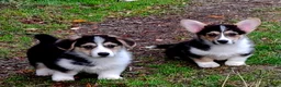 Welsh Corgi Pembroke dogs for sale: 1 boy 1 girl KC Pembroke Corgis  - Advert 7