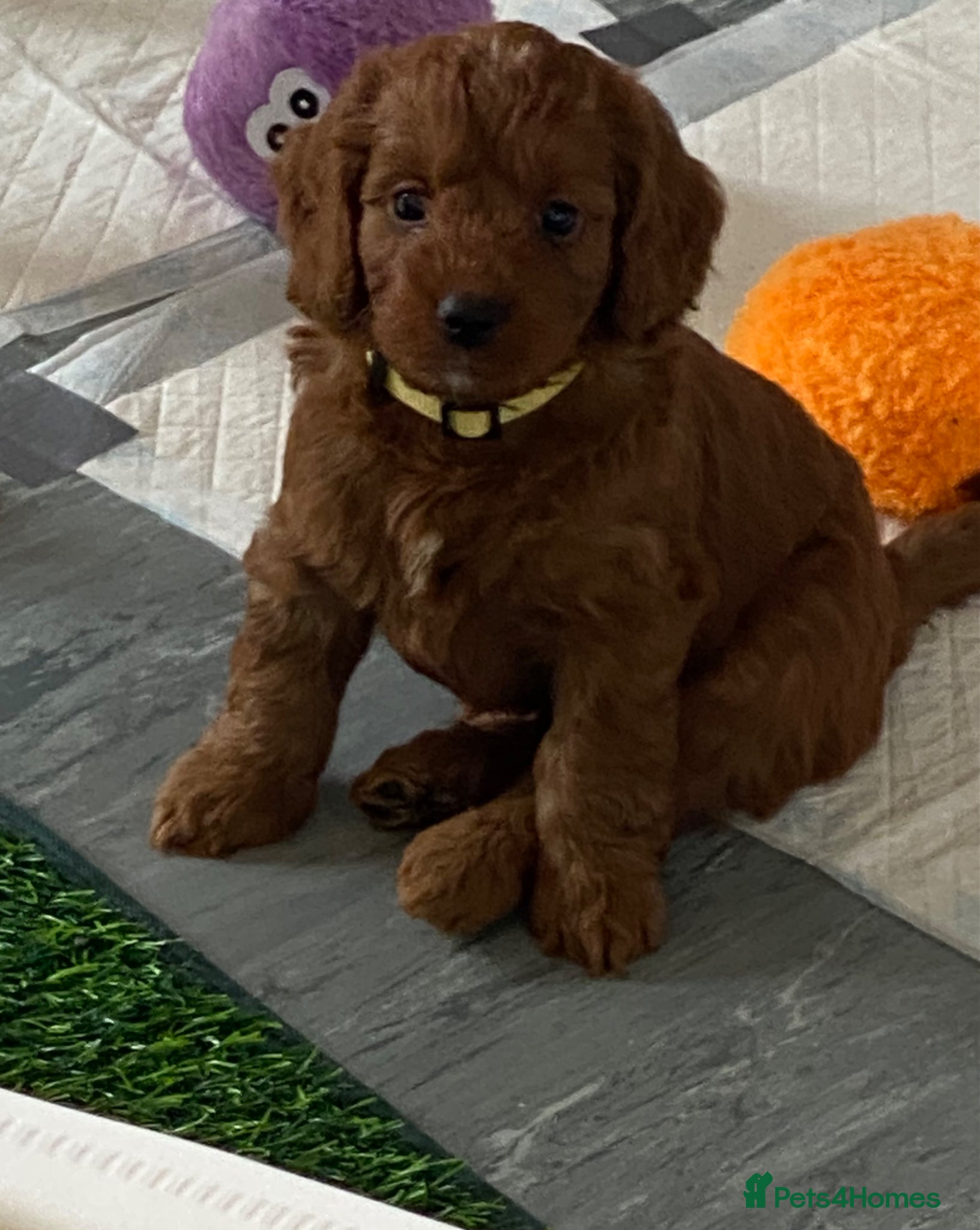 Cockapoo dogs DNA Clear 6 Gorgeous Dark Red F1 Cockapoo puppies - Advert 2