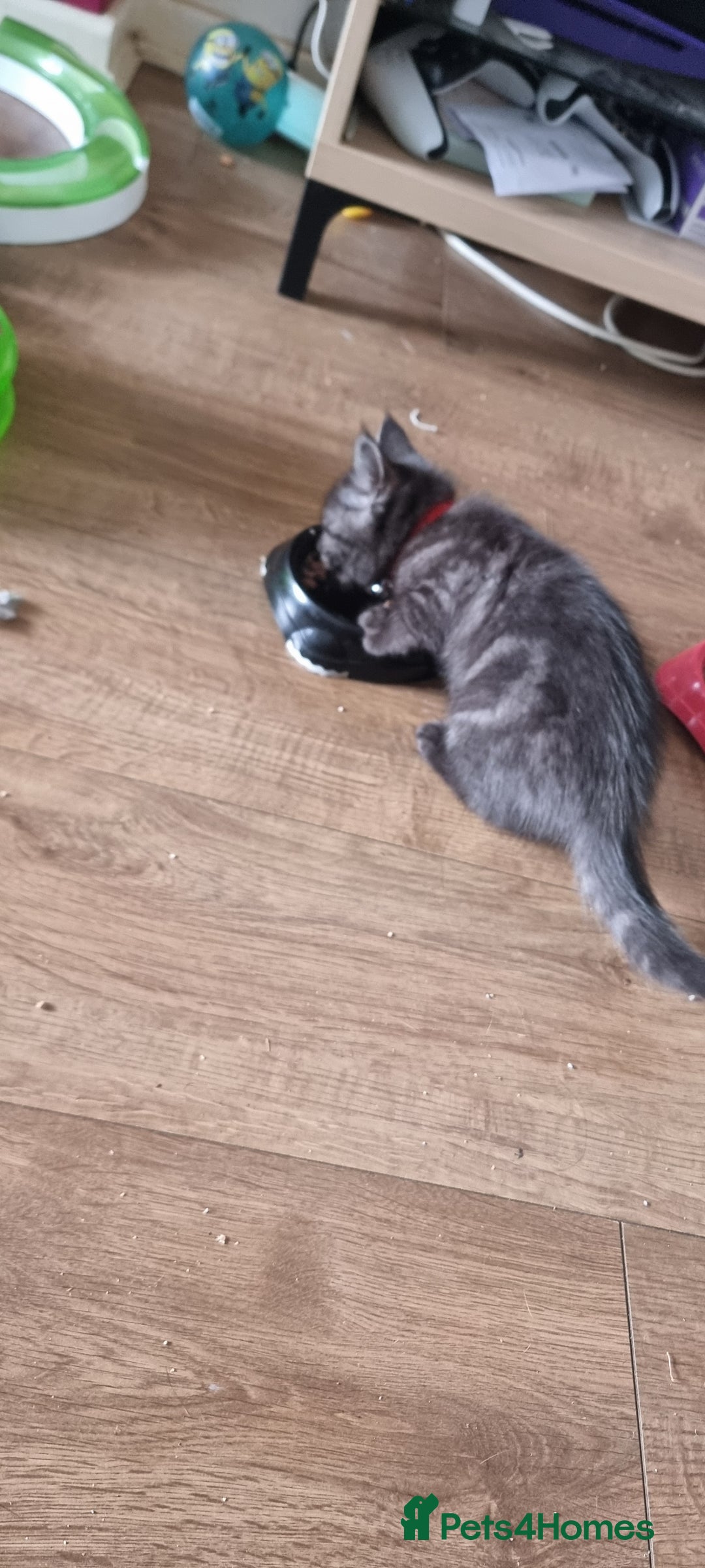 Persian cats for sale: A loveable Persian kitten - Image 2