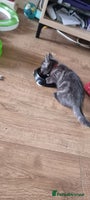 Persian cats - Advert 2