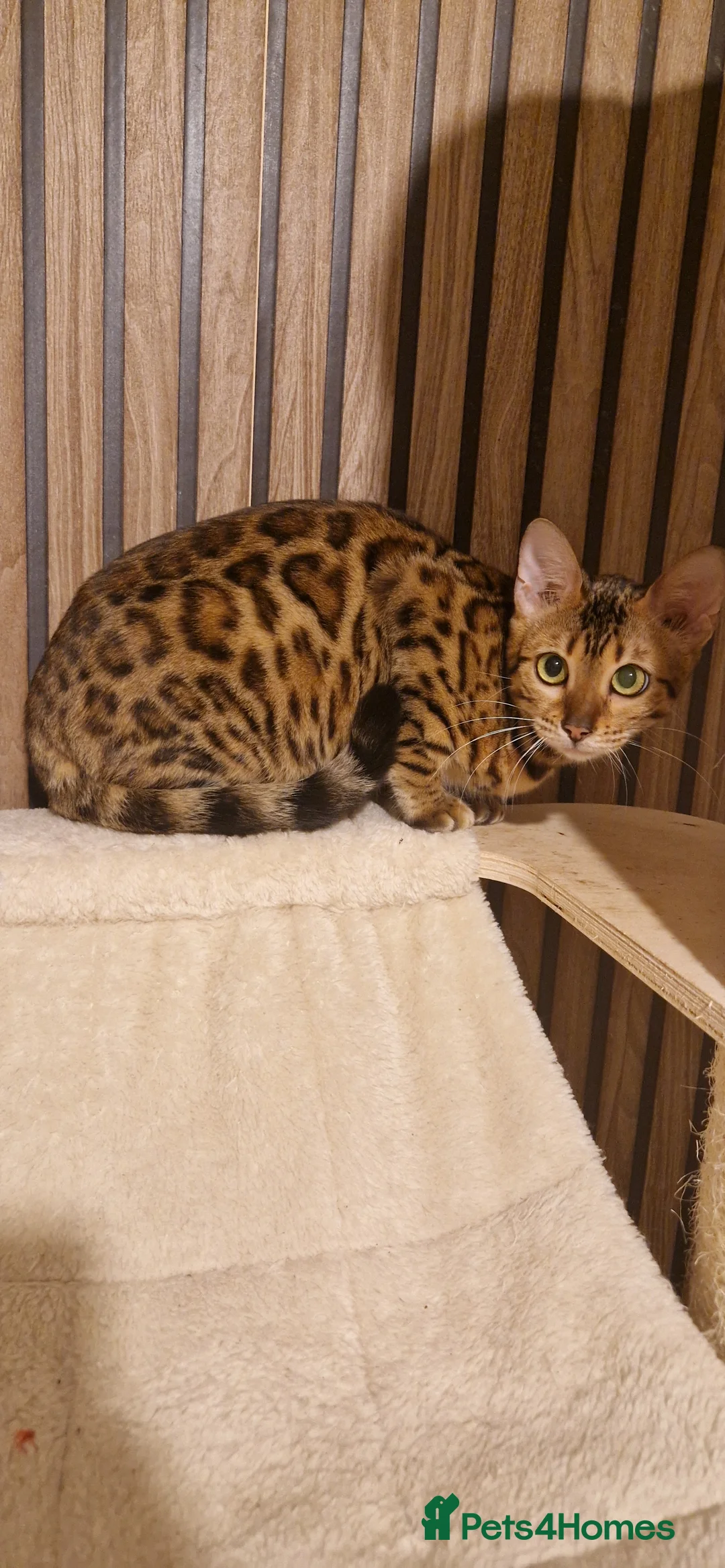 Bengal cats for sale: Beautiful queen ❤️ - Advert 9