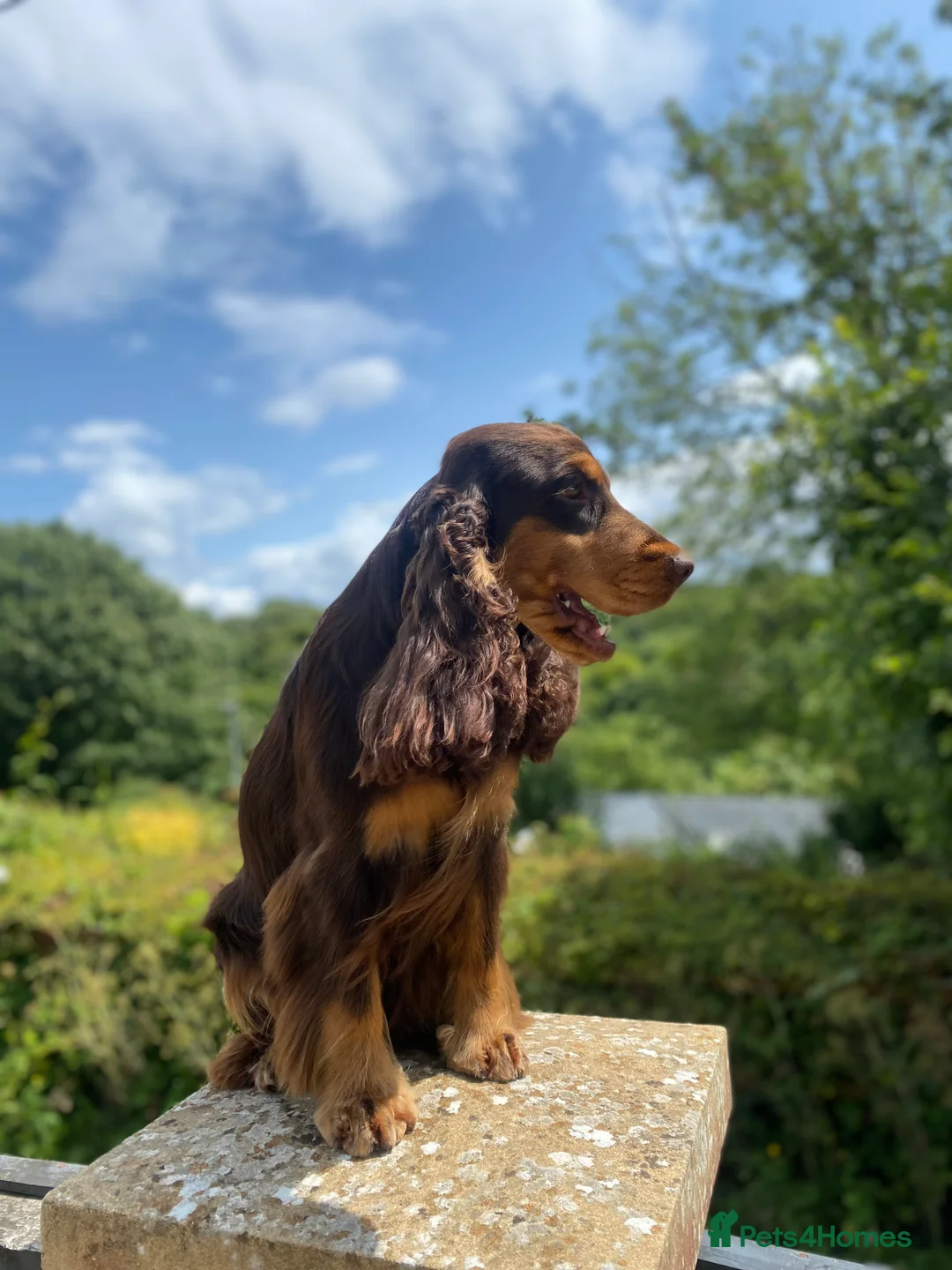 Cocker Spaniel dogs for stud: TRUE TO TYPE- Chocolate & Tan Show Cocker Spaniel in Holywell - Advert 9