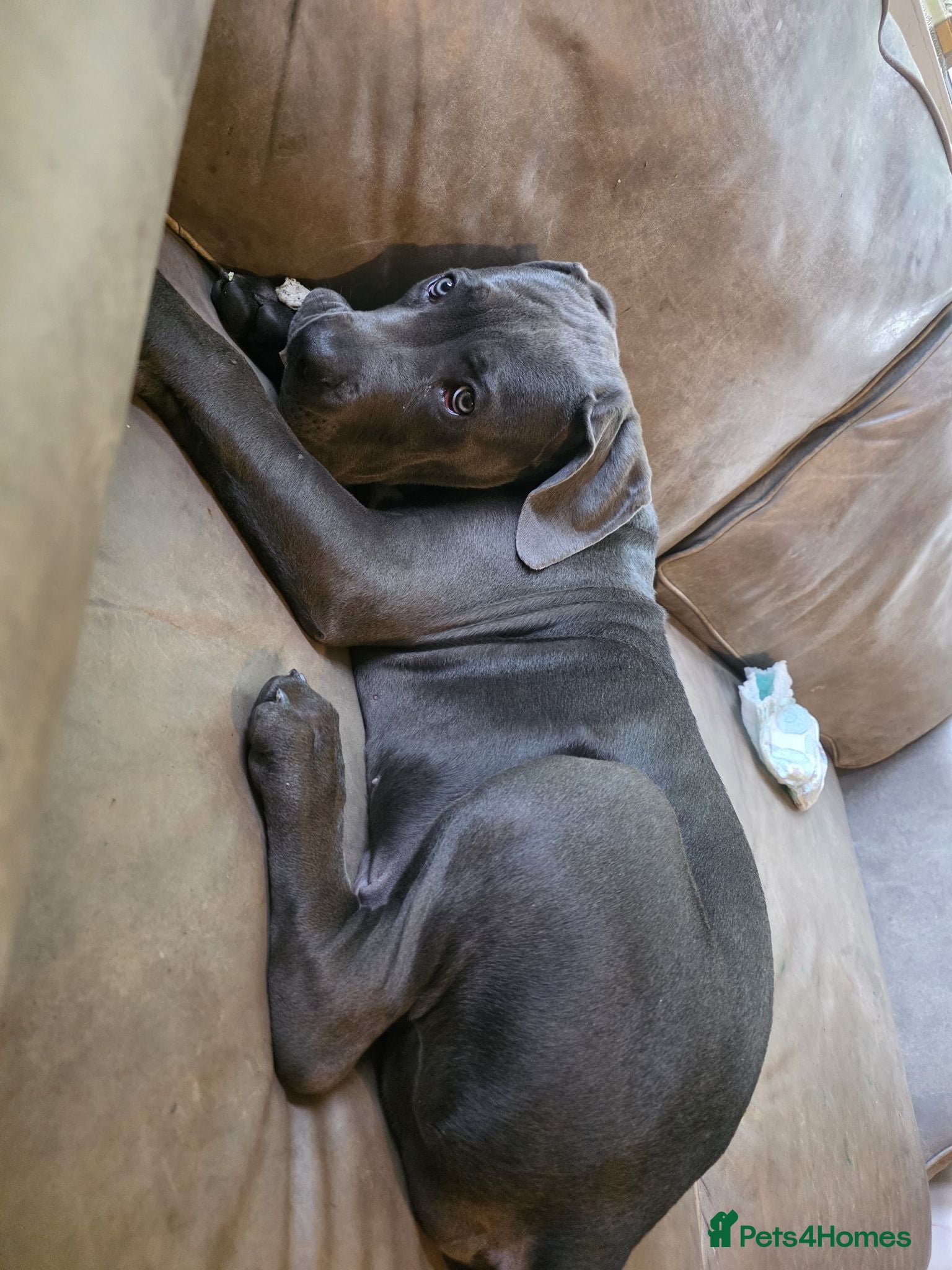 Cane Corso dogs Cane Corso - Advert 1