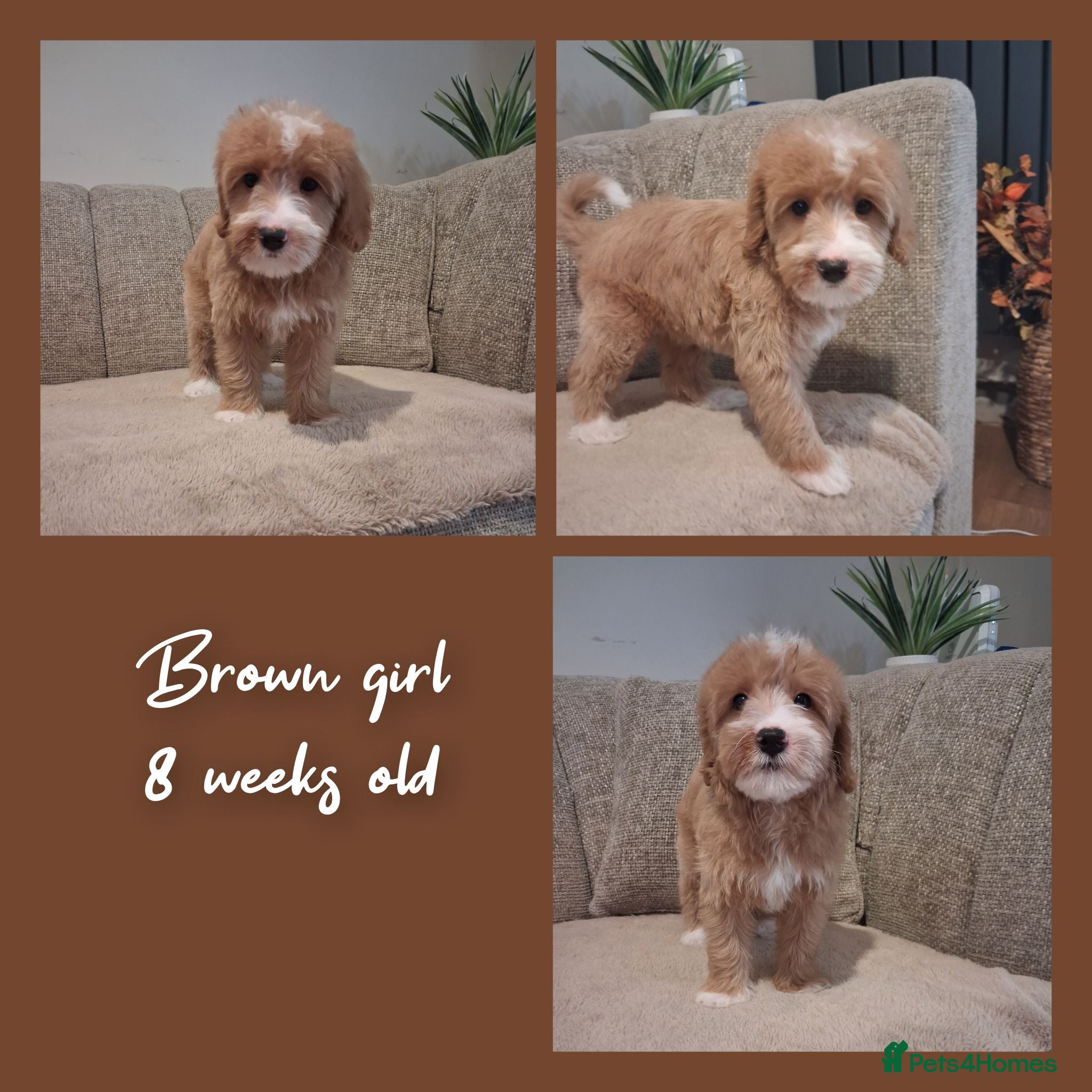 Australian Labradoodle dogs Ready to leave - Advert 1